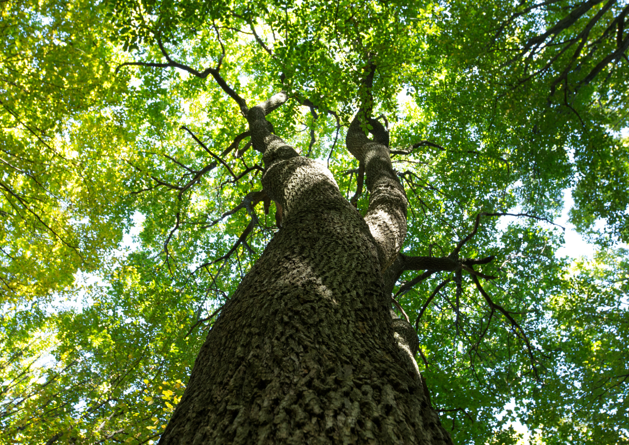 Skogsbad, Skogen, Naturen, Skogsbad, Skogsbadsguide, Naturen, Naturandrum