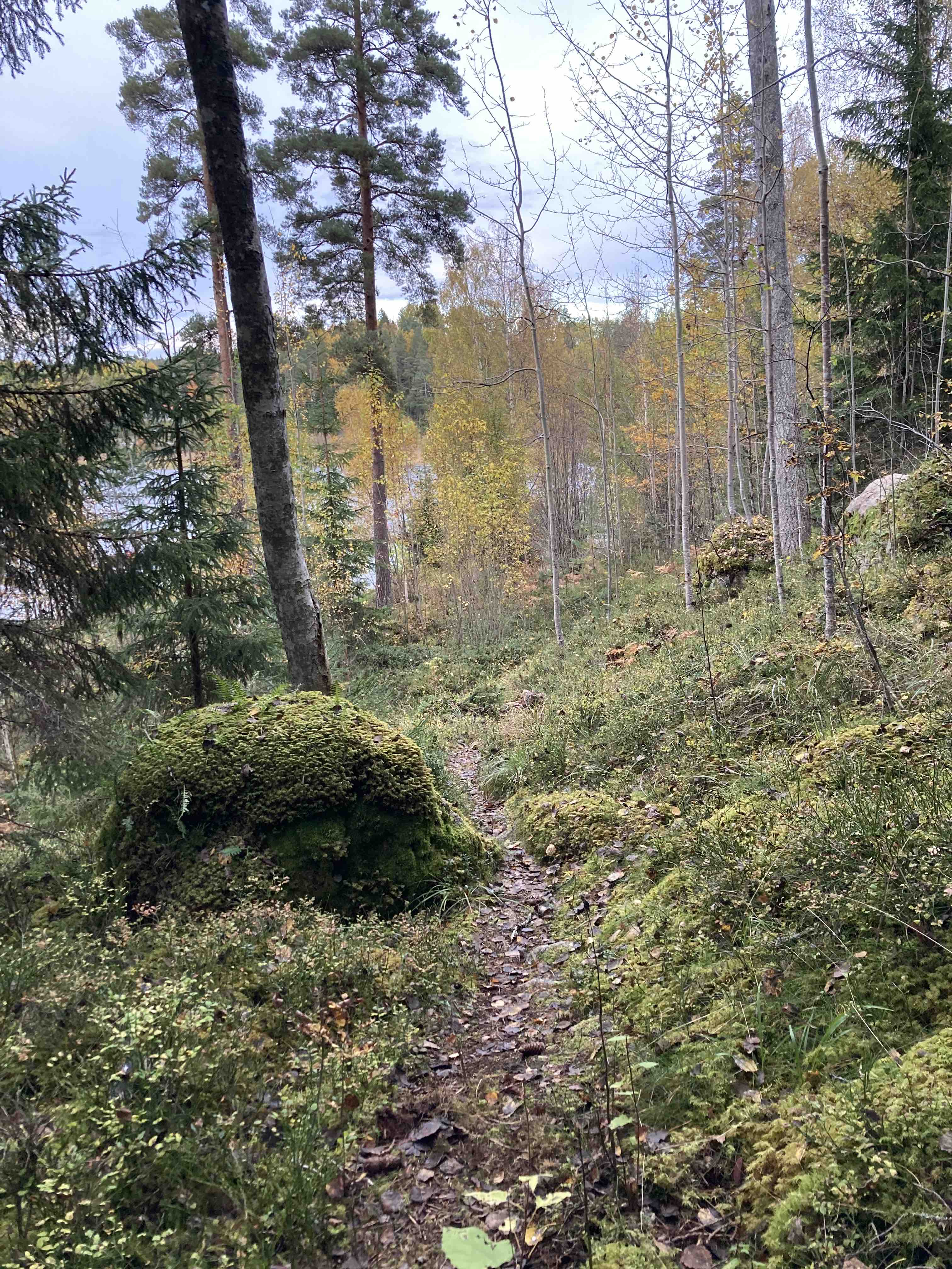 Skogen, Skogsbad, Skogsbad, Skogsbadsguide, Naturandrum, Minsfulness